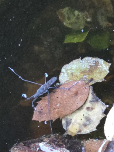 iNaturalist observation photo of North American Common Water Strider
