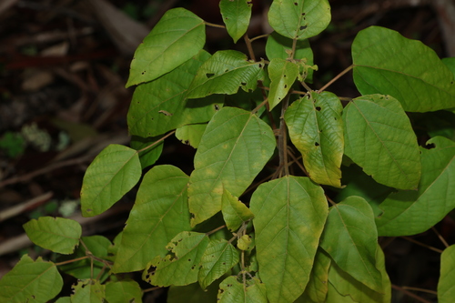 Mallotus discolor, photograph 6