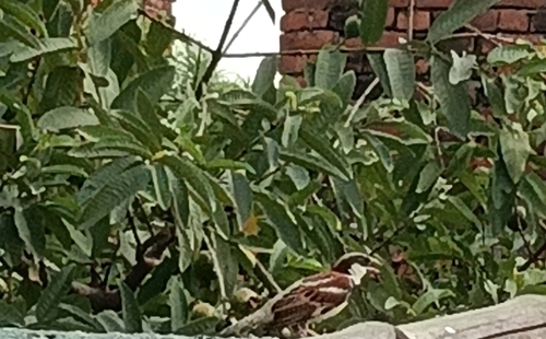 House Sparrow