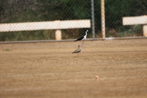 Pluvialis fulva observed 2026-06-29