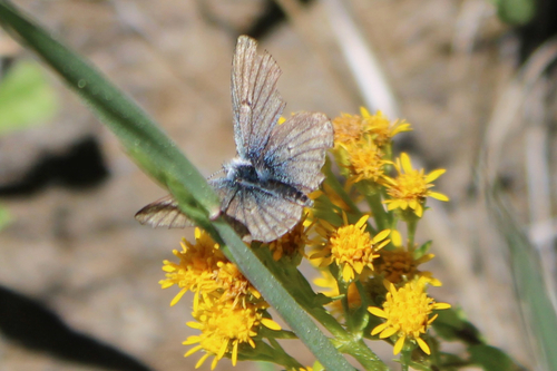 iNaturalist observation photo of Sierra Blue