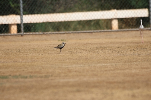 Pluvialis fulva observed 2026-06-29