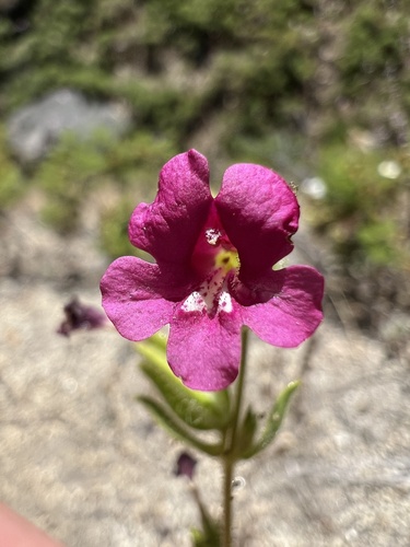 Bolander's monkeyflower (Diplacus bolanderi)