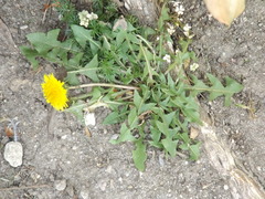 Taraxacum