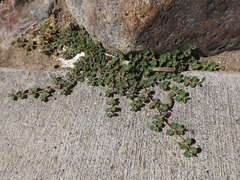 Euphorbia serpens