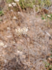 Caryopteris × clandonensis