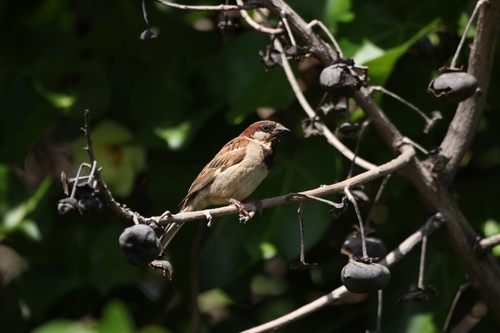 Passer domesticus observed 2026-06-29
