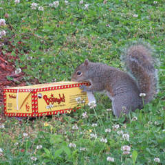 Sciurus carolinensis