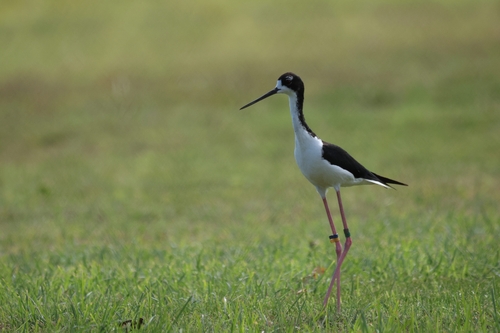 Himantopus mexicanus observed 2026-06-29