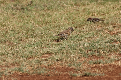 Passer domesticus observed 2026-06-29