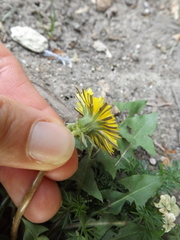 Taraxacum