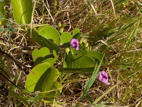 Ipomoea pes-caprae observed 2026-06-29