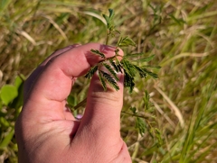 Desmanthus pernambucanus