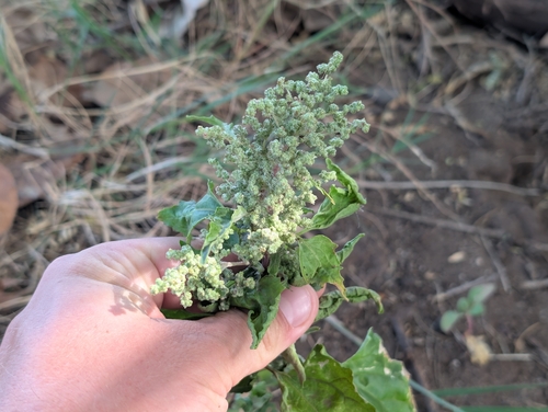 Atriplex, 2026-06-29