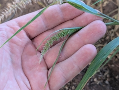 Setaria adhaerens, photograph author not stated, no rights reserved