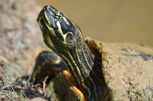 Eastern River Cooter, Pseudemys concinna