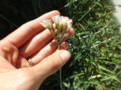 Nothoscordum gracile