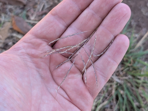 Dichanthium annulatum, photograph 6