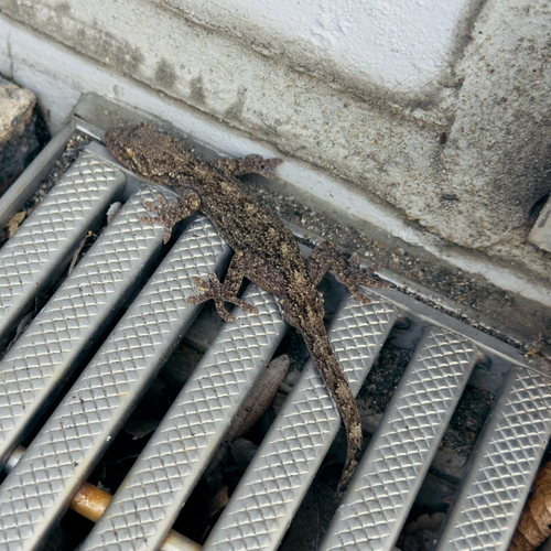 Japanese Giant Gecko