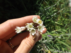 Nothoscordum gracile
