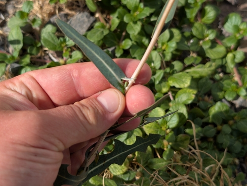 Lactuca sativa observed 2026-06-29