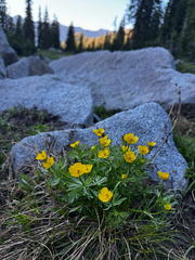Ranunculus montanus, photograph (c) Parker James Lloyd, some rights reserved (CC BY)