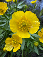 Ranunculus montanus, photograph (c) Parker James Lloyd, some rights reserved (CC BY)