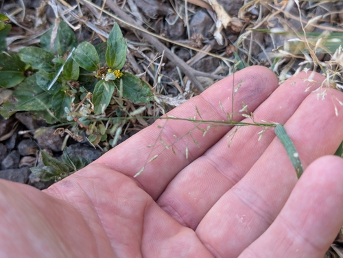 Eragrostis barrelieri observed 2026-06-29