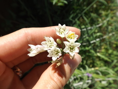 Nothoscordum gracile