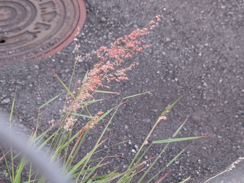 Melinis repens observed 2026-06-29