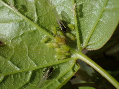 Periphyllus testudinaceus