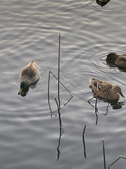 Mallard