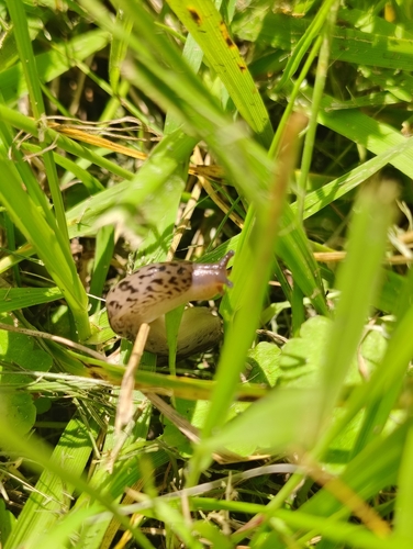 Leopard Slug