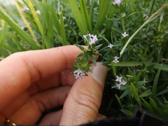 Sherardia arvensis