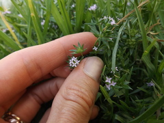 Sherardia arvensis