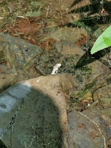 grass snake