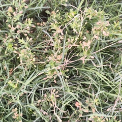 Glinus oppositifolius