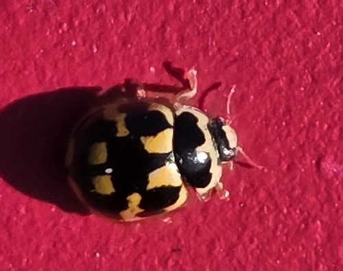 Fourteen-spotted Lady Beetle