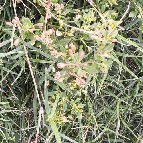Glinus oppositifolius, photograph 1