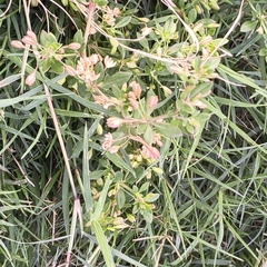 Glinus oppositifolius, photograph (c) Raja Sekhar Chimirala, some rights reserved (CC BY)