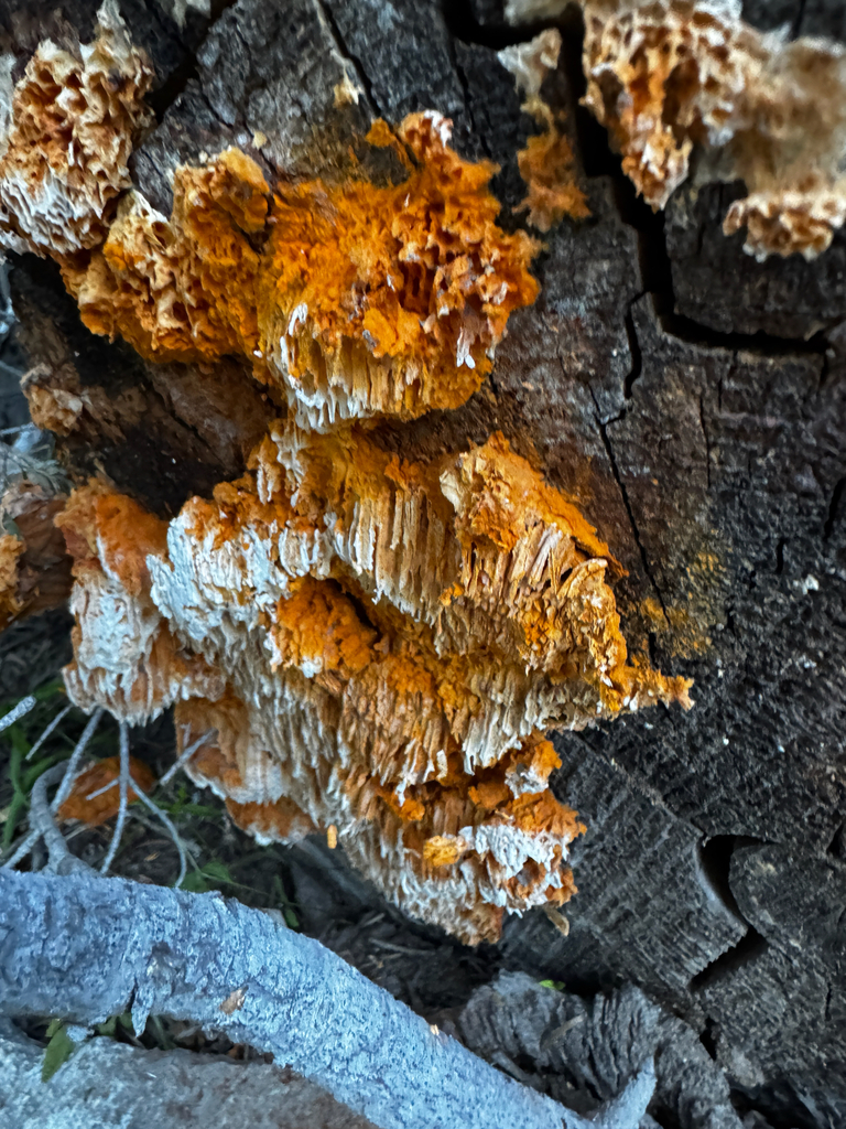 Orange Sponge Polypore · June 2026 · photo: Photo: (c) Parker James Lloyd, some rights reserved (CC BY) · iNaturalist