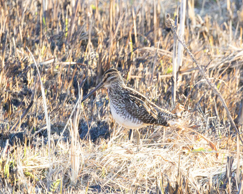 iNaturalist: (c) lance_robinson, some rights reserved (CC BY-NC) iNaturalist image