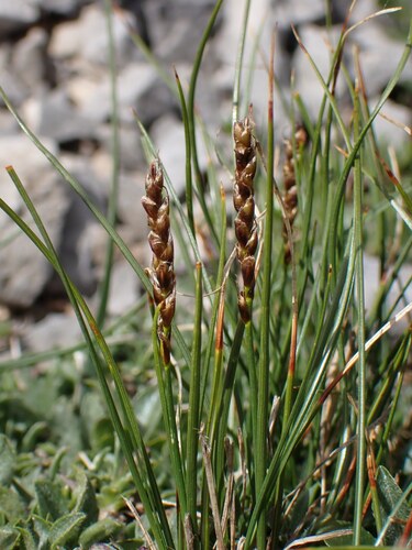 Carex myosuroides