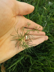 Cyclospermum leptophyllum