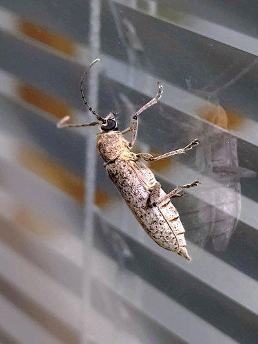 Trichoferus holosericeus