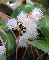 Schizocodon ilicifolius intercedens