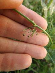 Cyclospermum leptophyllum