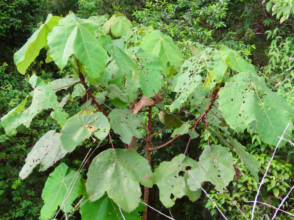 Macaranga gigantea; photograph (c) Toby Y, some rights reserved (CC BY)