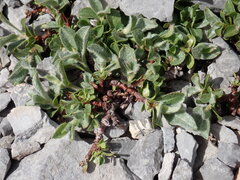 Salix breviserrata