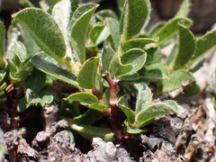 Salix breviserrata, photograph (c) Milan Chytrý, some rights reserved (CC BY)